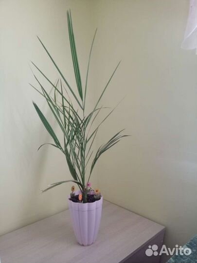 Финиковая пальма