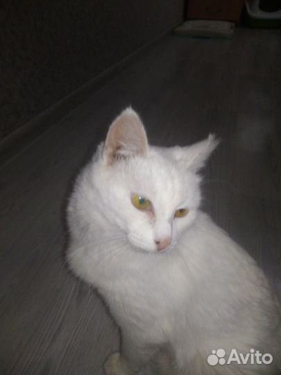 Отдам ласковую кошечку