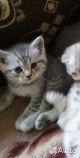 Британская