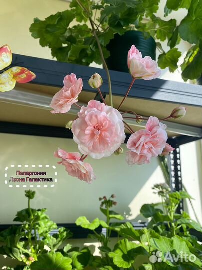 Пеларгония герань