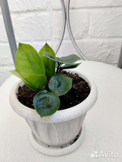 Замиокулькас (долларовое дерево)