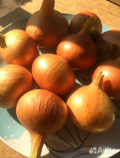 Лук семейный 