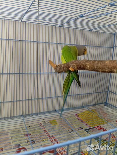 Попугай сливоголовый