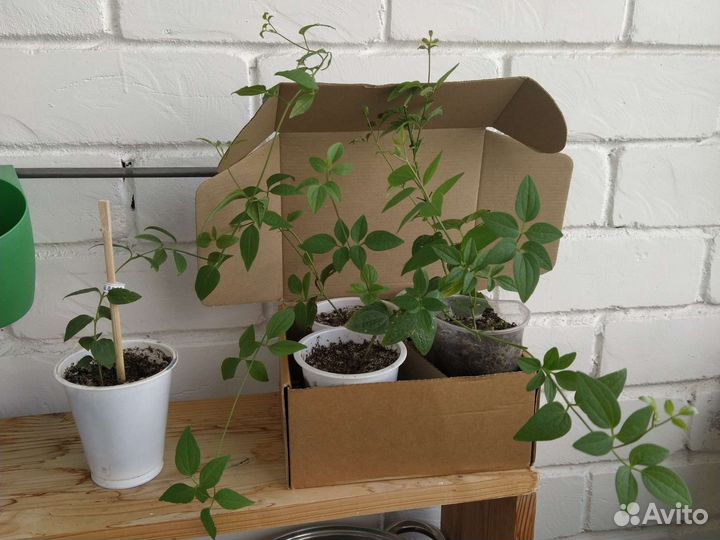 Клематис маньчжурский