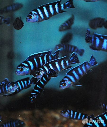 Лабидохромис Еллоу