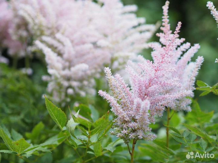 Астильба белая, розовая