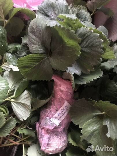 Саженцы клубники