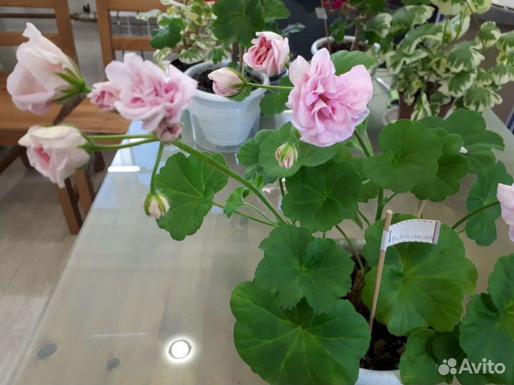 Взрослые сортовые пеларгонии герани