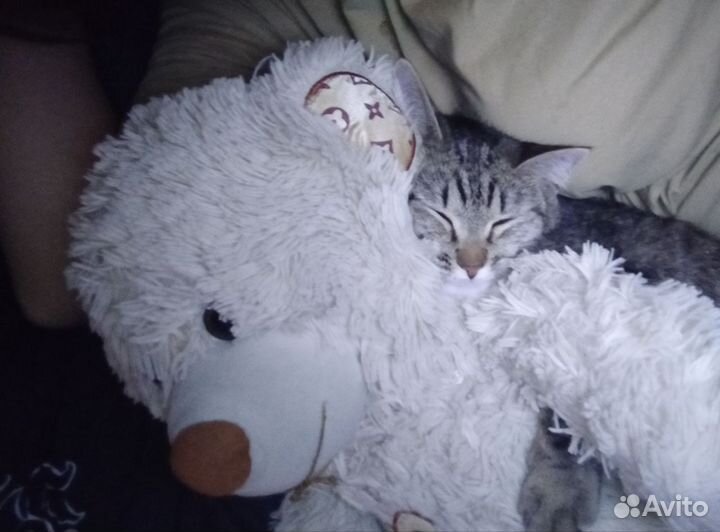 Кошка в добрые руки