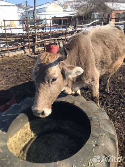 Коровы и телки стельные