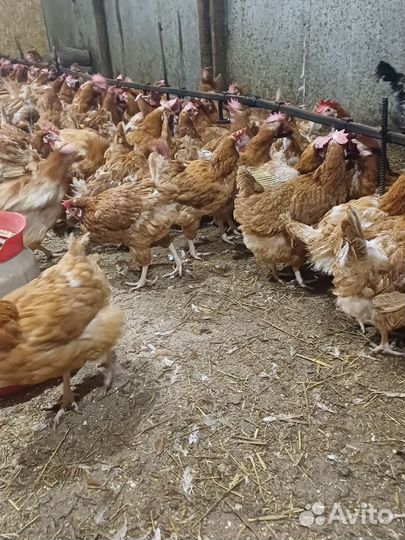 Куры несушки