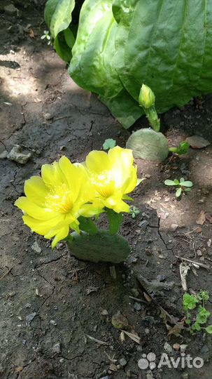 Пахиподиум, Опунция Суккуленты