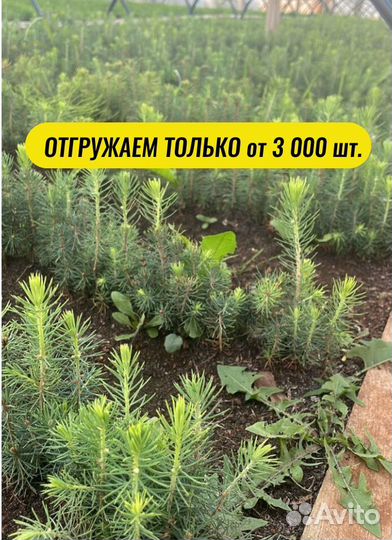 Сеянцы сосны окс от производителя