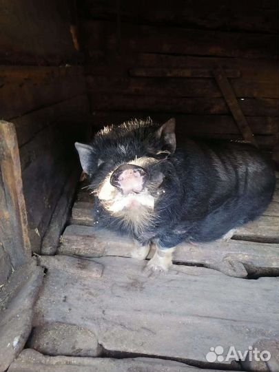 Вьетнамский вислобрюхий хряк