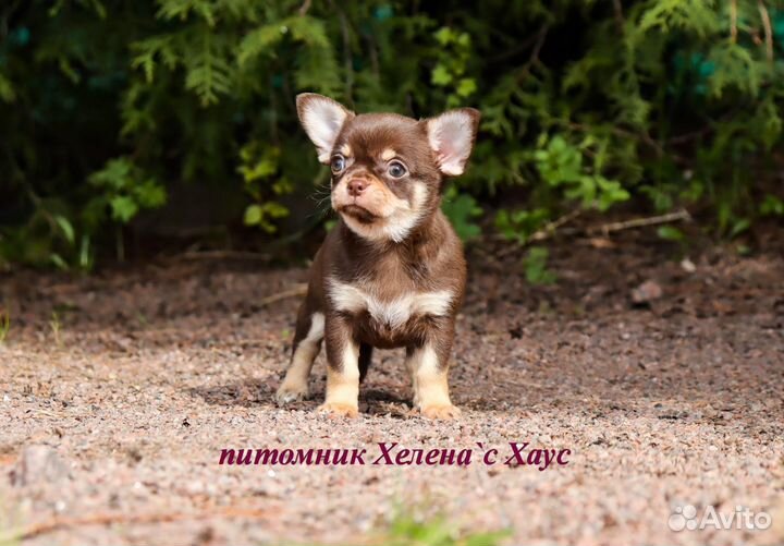 Очаровашки