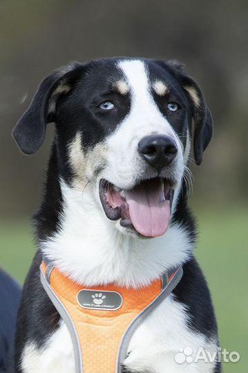 Щенок в добрые руки бесплатно