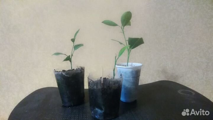 Каламондин, укорененные черенки