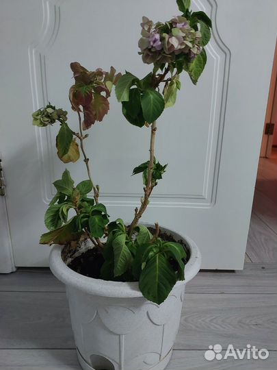 Комнатные цветы