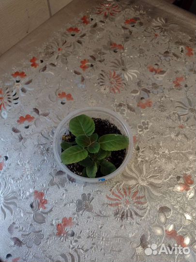 Сингониум, детки Фиалок, Глоксинии