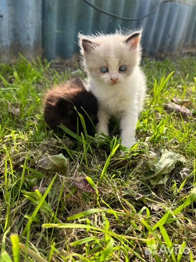 Котята в добрые руки бесплатно