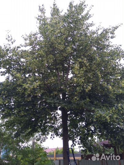 Саженцы липы, липовый цвет