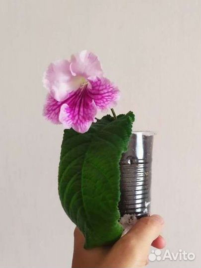 Стрептокарпус