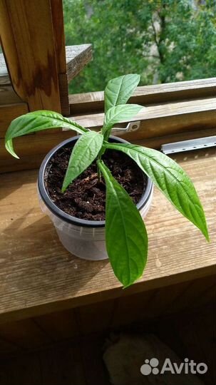 Пахистахис (под заказ)