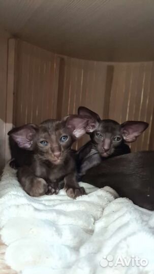 Шикарные экстрим кошечки и котики с документами