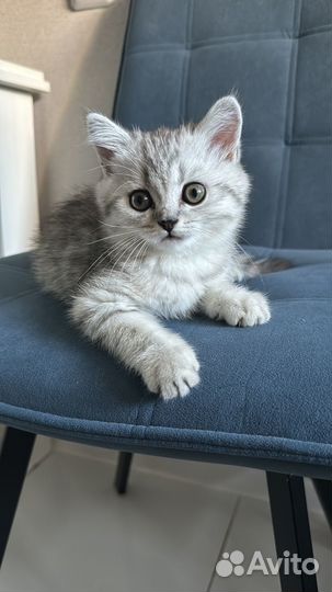 Шотландская шиншилла 2 мес