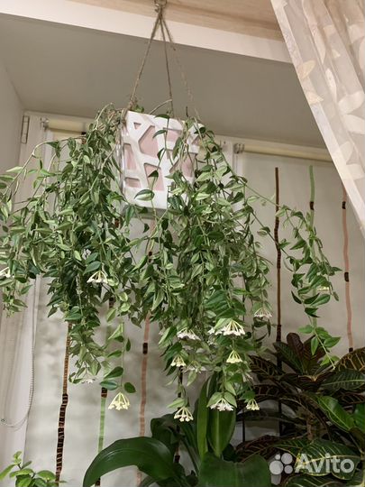 Хойя Белла ампельная и Сеткрезия пурпурная