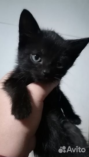 Котёнок в дар