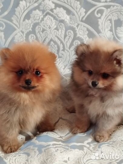 Немецкий шпиц