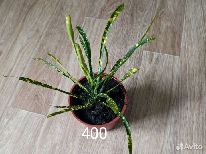 Кротон(Кодиеум)