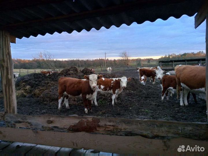 Бычки гелифорды