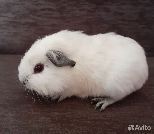 Морские свинки