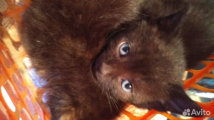 Отдам котят в добрые руки