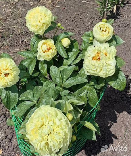 Продаю сортовые пионы