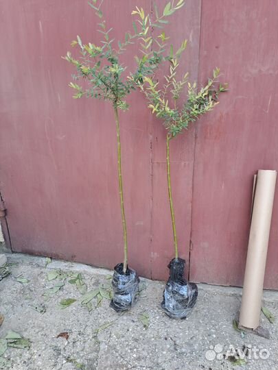 Ива Хакуро Нишики на Штамбе