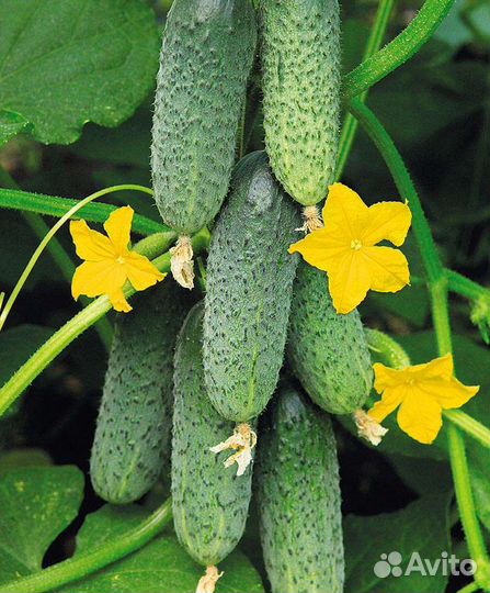 Супер ранние семена Сибирская Гирлянда