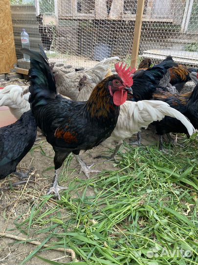 Молодые петушки