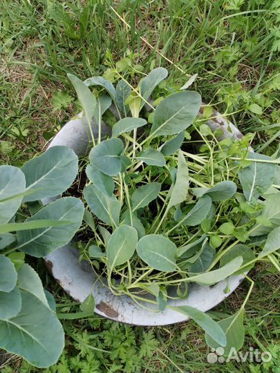 Рассада цветной капусты