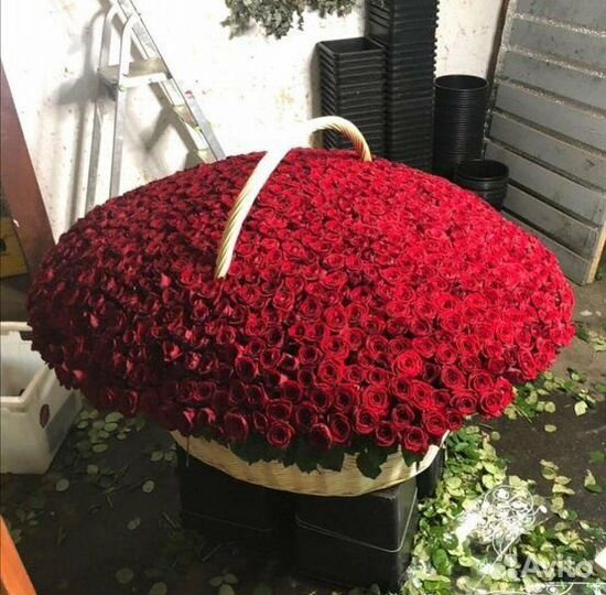 1001 роза 101 роза 501 роза Цветы Доставка