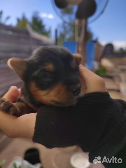 Йоркширский терьер щенки