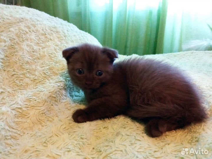 Шотландский вислоухий кот