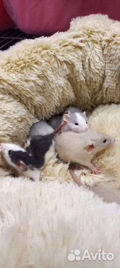 Крыса дамбо