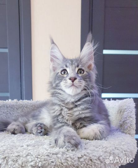 Котята мейн-кун