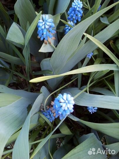 Цветы садовые и эстрагон, мята, мелиса, тмин, розы