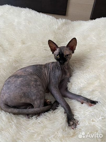 Домашние животные кошки