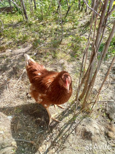 Куры несушки