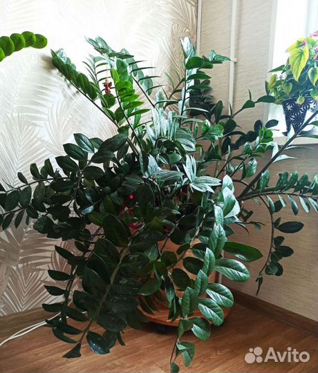 Замиокулькас долларовое дерево